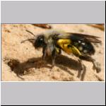 Andrena vaga - Weiden-Sandbiene w07.jpg